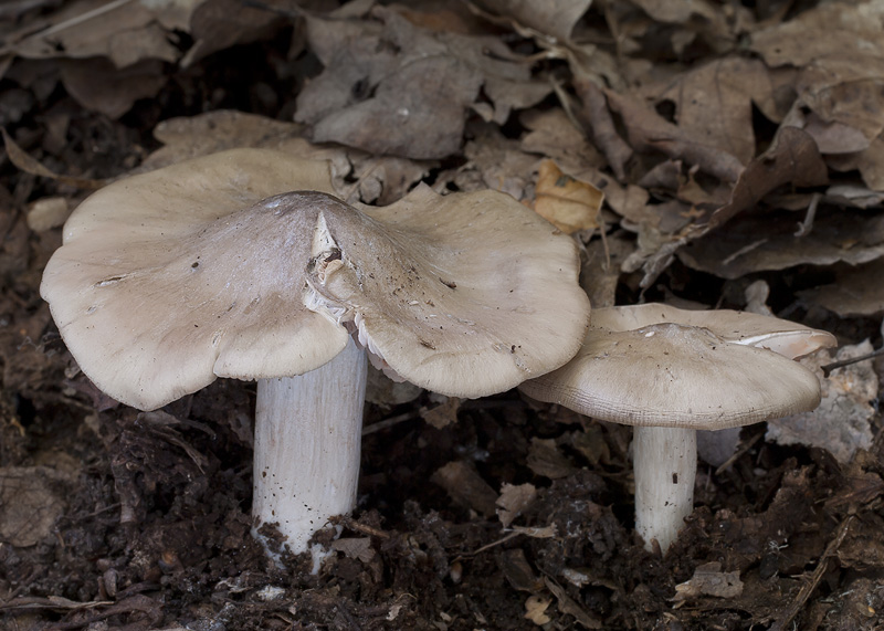 Entoloma lividoalbum